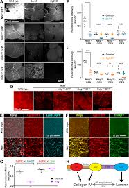 This project contains an expression error. Dissection Of Nidogen Function In Drosophila Reveals Tissue Specific Mechanisms Of Basement Membrane Assembly