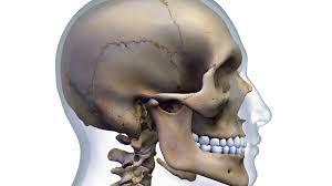 The skull is a bone structure that forms the head in vertebrates. Occipital Bone Anatomy Function And Treatment