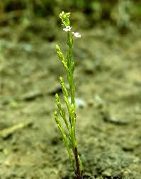 Image result for Striga gesnerioides