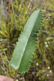 Image result for Alepidea