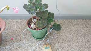 Listen to the music of your plants and trees plants play is a wearable device that allows you to listen to the music generated by plants and trees. Geranium Singing With The Bamboo M Music Of The Plants Device Youtube