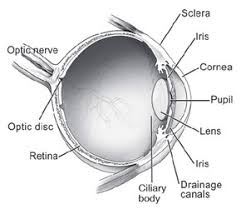 The key to detection and management of glaucoma is understanding how to examine the optic nerve head (onh). How Glaucoma Affects The Optic Nerve Glaucoma Research Foundation