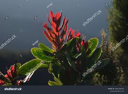 Image result for Terminalia kilimandscharica