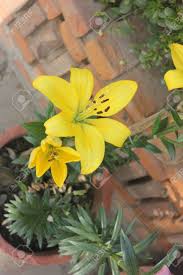 We did not find results for: Lilium Yellow Lily Tall Bulbous Perennial With Linear Green Stock Photo Picture And Royalty Free Image Image 50170857
