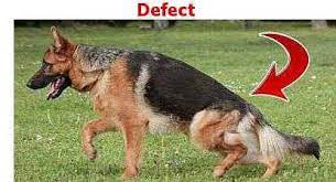 German Shepherd Lifespan Alsatian Life Expectancy Cynology Hub Mygsdorg