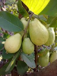 Goiaba Guava Varieties Different Fruits And Vegetables Fruit Garden