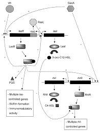 Image result for quorum sensing