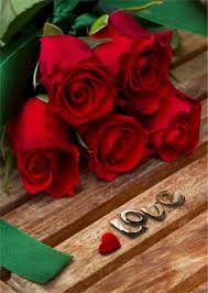 Elif Red Roses Beautiful Red Roses Rose