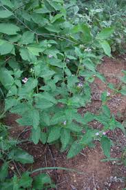 Image result for Lantana rugosa