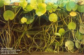 Image result for Hydrostachys lukungensis