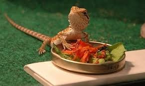 Bearded Dragon Wont Eat Greens Try These 8 Easy Expert Tips