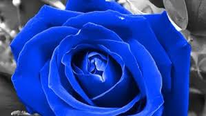 Warna bunga bervariasi meliputi biru ungu kuning putih hingga merah muda. Bunga Berwarna Biru Alami Super Cantik Dan Mengagumkan Fashion Fimela Com