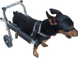 Redação janeiro 11, 2019 cachorros pequenos, populares, raças de cachorro com a letra c, recentes. Cadeira De Rodas Para Cachorro Pequeno Porte Ate 4kg Regulavel Pet Best Cadeira De Roda Para Cachorro Gato Magazine Luiza