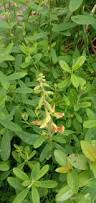 Image result for Crotalaria quarrei