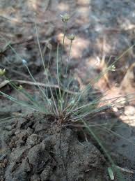 Image result for Bulbostylis barbata