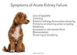 Dog Food For Kidney Disease How To Choose And Provide The Best Diet Darwin S Natural Pet Products Darwin S Pet Food