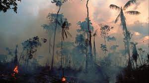 Suchen sie in stockfotos und lizenzfreien bildern zum thema amazonas regenwald von istock. Brandrodung Am Amazonas Spiel Mit Dem Feuer Cicero Online