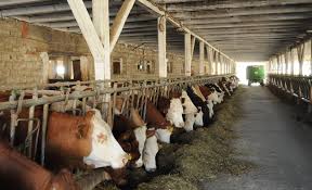 4,2 ~ 4,5%… p r o m o ț i i s ăptămânale, așadar fiți pe fază. Zeci De Mii De Ferme De Bovine IncaseazÄƒ SubvenÈ›ii FÄƒrÄƒ SÄƒ AibÄƒ Animale Revista Fermierului