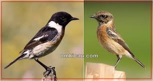 Tips membedakan decu kembang jantan dan betina, decu kembang jantan memiliki warna bulu itam pekat warna perut putih. Decu Batu Burung Migran Bersuara Lantang Om Kicau
