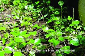 Sementara di area ini taman herbal insani telah lengkap dengan area pembibitan tanaman obat berkualitas. Mengenal Tanaman Liar Herba Suruhan Kanal Pengetahuan Farmasi