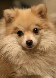 Pomeranian Temperament And Personality Dogs Pomeranian Temperament Toy Dog Breeds