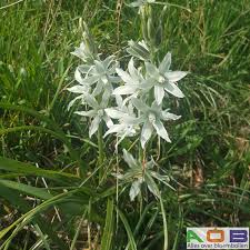 Image result for Ornithogalum flexuosum