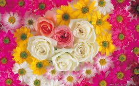 Pink white rose wallpaper image. 49 Rose Flowers Wallpapers Free Download On Wallpapersafari