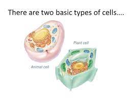 Plants form two types of cell wall that differ in function and in composition. There Are Two Basic Types Of Cells Plant Cells Ppt Download