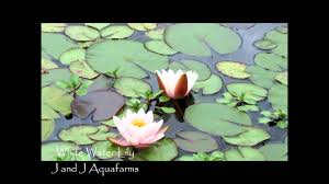 1974 x 1999 jpeg 118 кб. Plants Seedlings Odorata White Water Lily Fragrant Aquatic Plants Koi Pond Garden J J Aquafarms Home Garden