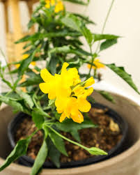 Image result for Crossandra pyrophila