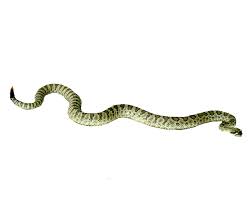 Download free snake png images. Snake Png 3 By Moonglowlilly On Deviantart