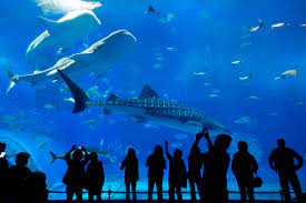 Attractive inside the museum is a huge water tank that houses sharks. Underwater World Langkawi Langkawi Arrivalguides Com