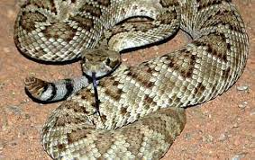 Mojave Green Rattlesnake Mojave Rattlesnake Rattlesnake Sonoran Desert