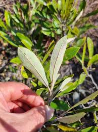 Image result for Parinari capensis