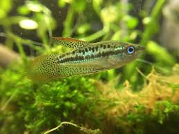 Hey guys natures charm here, today i get my new dwarf gourami and successfully put it with my better and guppies! Sparkling Gourami They Definitely Live Up To Their Name Aquariums