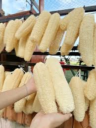 Xơ mướp Việt Nam và hành trình vươn ra thế giới Xưa ở quê, nhà nào trồng mướp  là để ăn quả non, còn quả già thì treo giàn cho khô. Mẹ