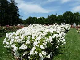 Blooming beautiful yellow roses flower with green leaves on shades of blue sky and white cloud background on sunshine day. Beautiful White Roses Picture Of Municipal Rose Garden San Jose Tripadvisor