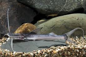 Black And White Spotted Catfish Tabla Barba Catfish Med Goslinea Platynema Small Pets Catfish Aquarium Catfish