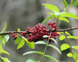 Image result for Zanthoxylum sp. A