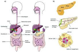 Image result for pancreas location