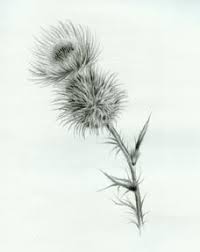 Scotland Thistle Tattoo Thistle Tattoo Black Scottish Tattoos Thistle Tattoo