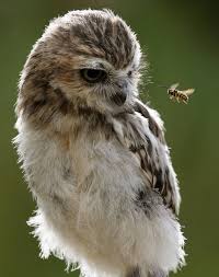 Becausebirds What S This What S This There S Striped Things In The Air Animals Animals Beautiful Owl