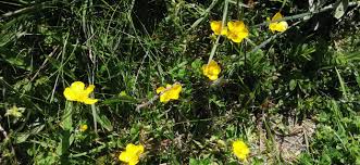 Image result for Ranunculus multifidus