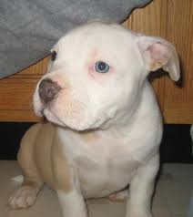 We did not find results for: American Pitbull Terrier For Sale Online Shopping