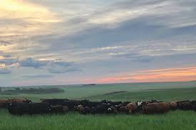 18th Annual Bull Sale 18th Annual Bull Sale