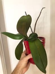 Removing them earlier than the orchid will naturally shed them requires cutting the leaf off. Droopy Orchid Leaves 1 Fix To Revive Your Plant