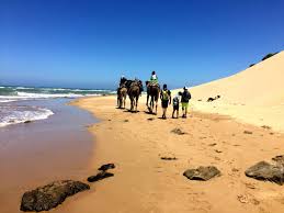 Camels on the beach in morocco. Home Atlas Mountain Trekking Sahara Desert Tours Camel Trekking