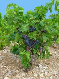 Image result for Vitis vinifera