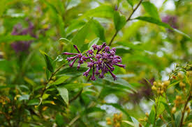 Image result for Cestrum × cultum