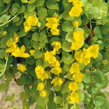 Image result for Lysimachia djalonis